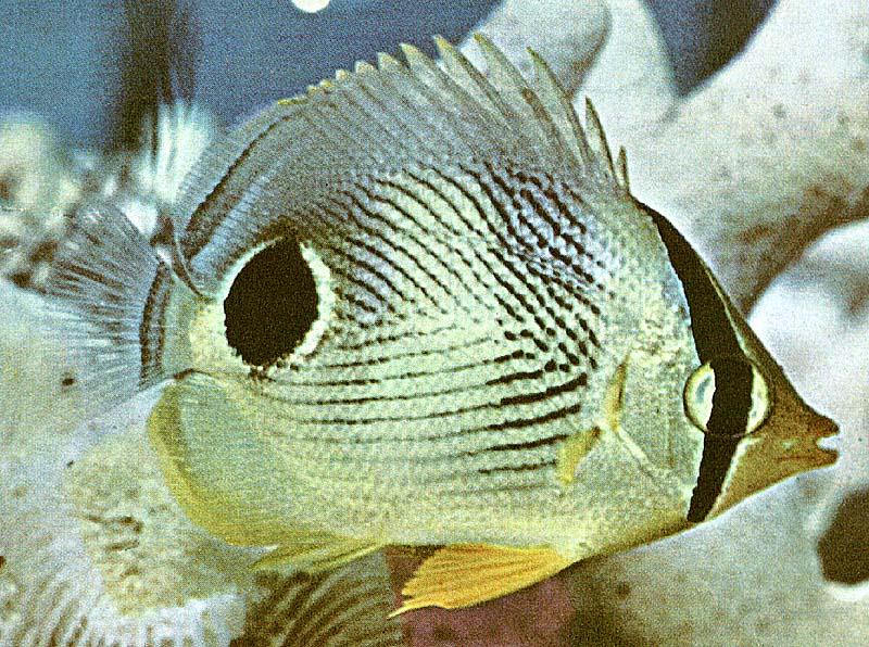Tropical Fish20-Foureye Butterflyfish-closeup.jpg