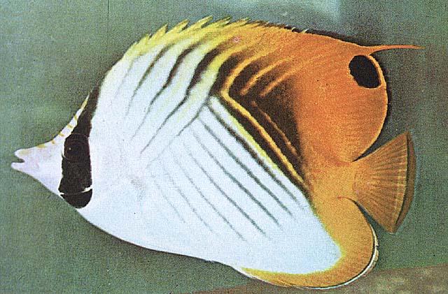 Tropical Fish19-Threadfin Butterflyfish-closeup.jpg
