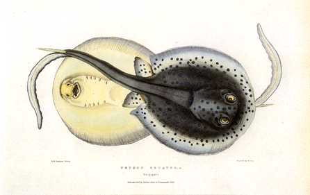 Anmaq138-Painting-Flatfish.jpg