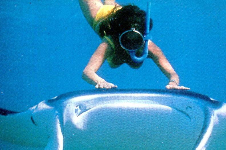 alb10118-Manta Ray-with scuba diver.jpg