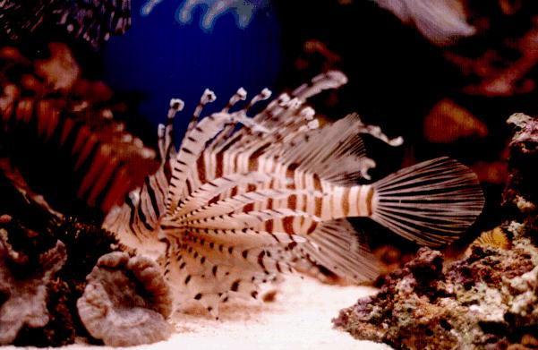 bahamis-Lionfish.jpg