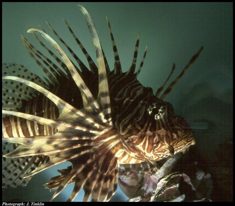 JT05112-Lionfish-face closeup.jpg