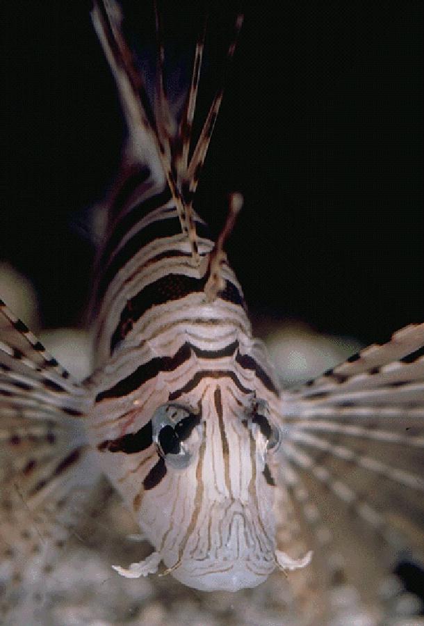 lionfish-Face Closeup.jpg