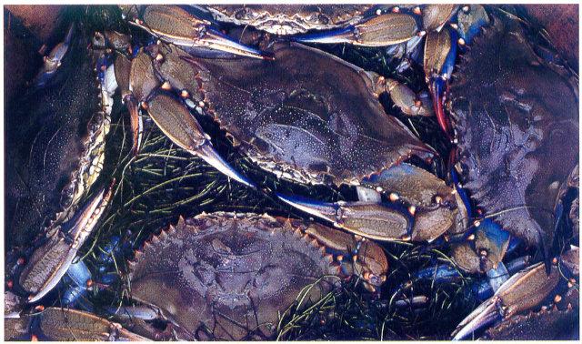 lj Virginia Blue Crabs.jpg