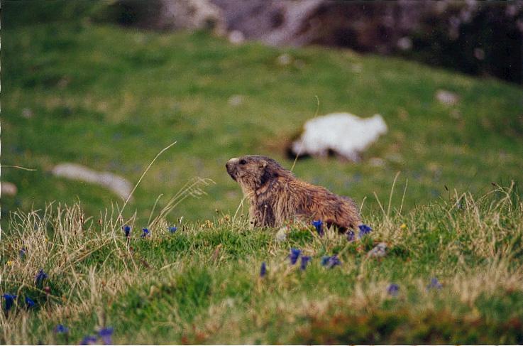 marmotte1-on grass hill.jpg