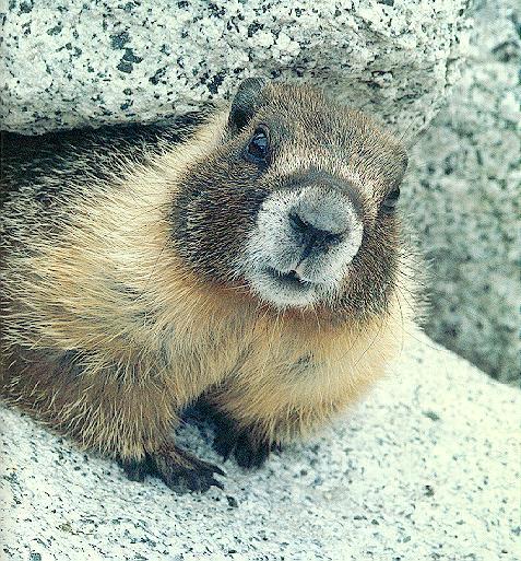 marmot-woodchuck-01.jpg