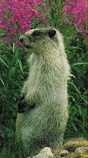 marmot-woodchuck-02.jpg
