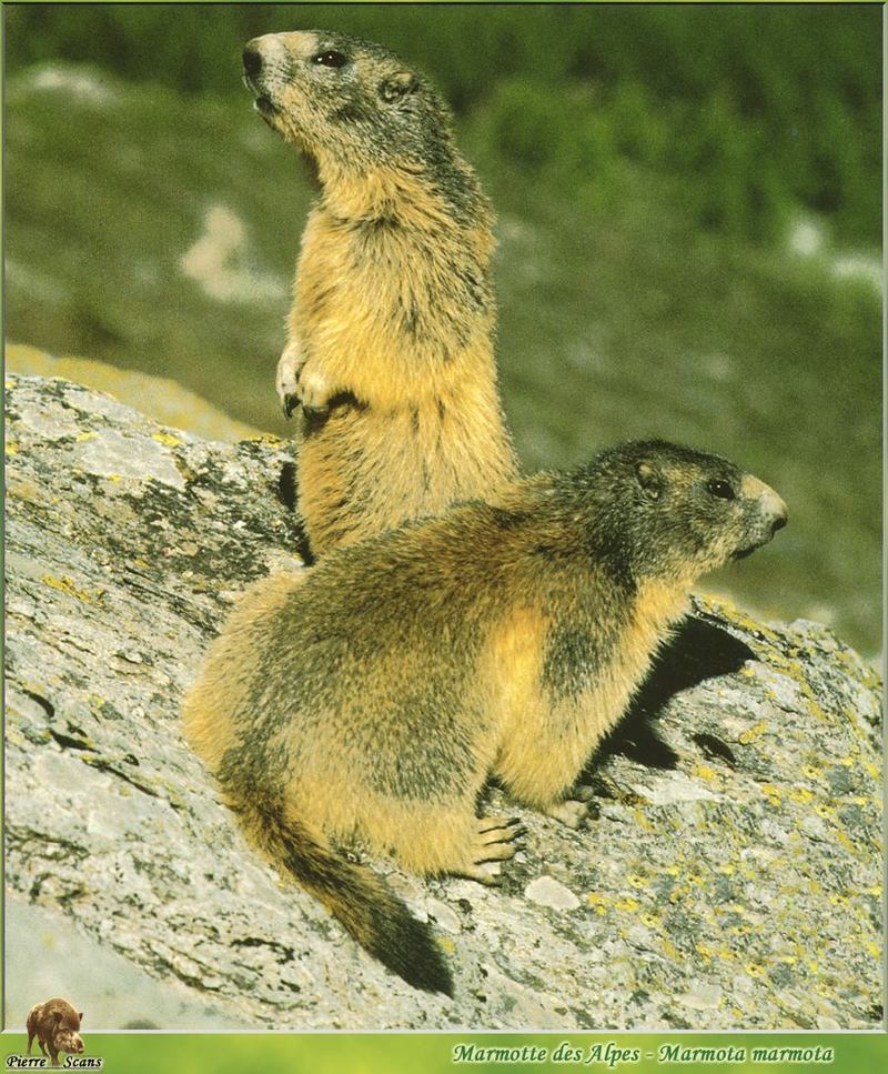 PO wl 060 Marmotte des Alpes.jpg
