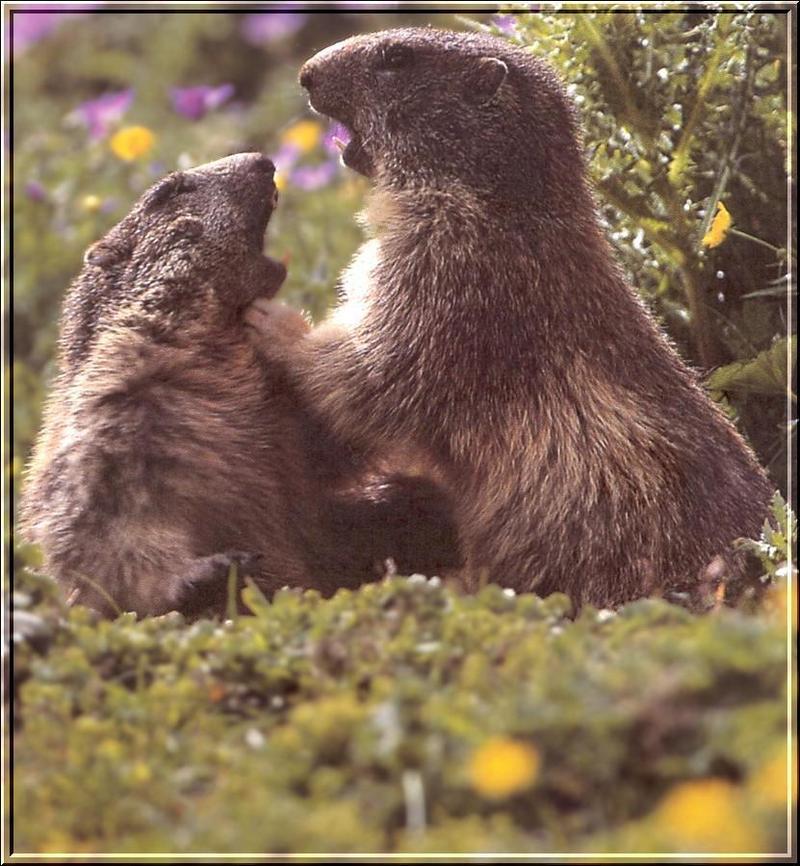 PO wl2 035 Marmottes.jpg