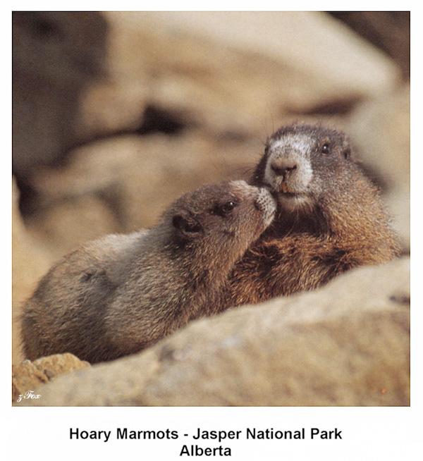zfox wildlife 02 14 hoary marmots.jpg