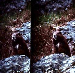 Vancouver Island Marmot 3D Stereo Pair.jpg