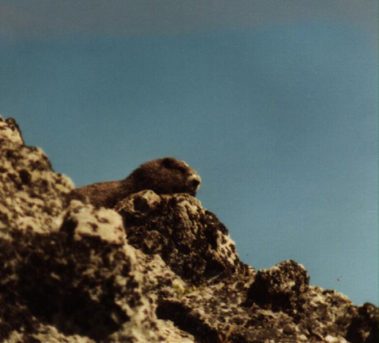 Vancouver Island Marmot On Rock.jpg