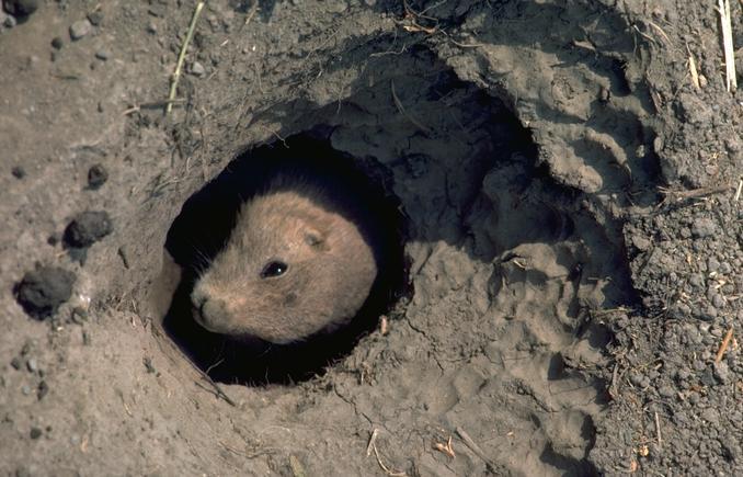048 111-Groundhog-face out of burrow.jpg