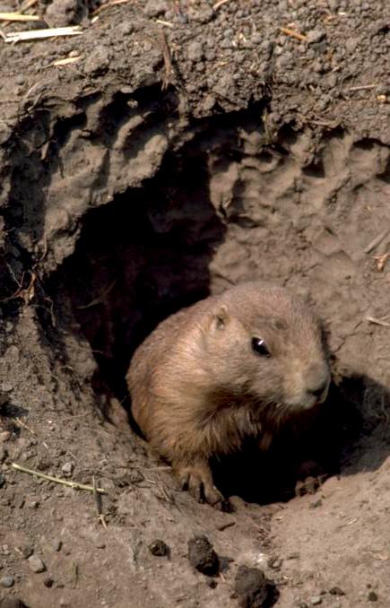 93 201-Groundhog-out of burrow.jpg
