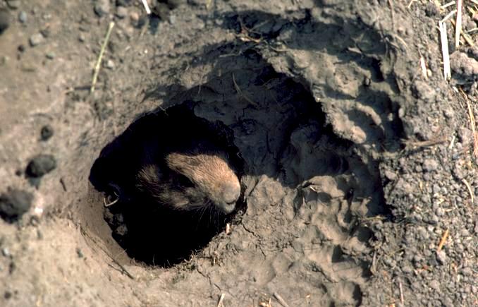 080 111-Groundhog-face out of burrow.jpg