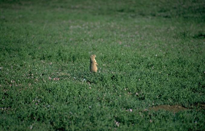 animl24-Groundhog-standing on grass plain.jpg
