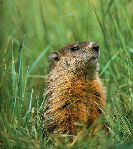 groundhog1-standing in grass.jpg