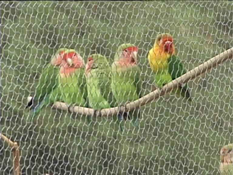 Peach-faced Lovebirds In Cage-Lineup on branch.jpg