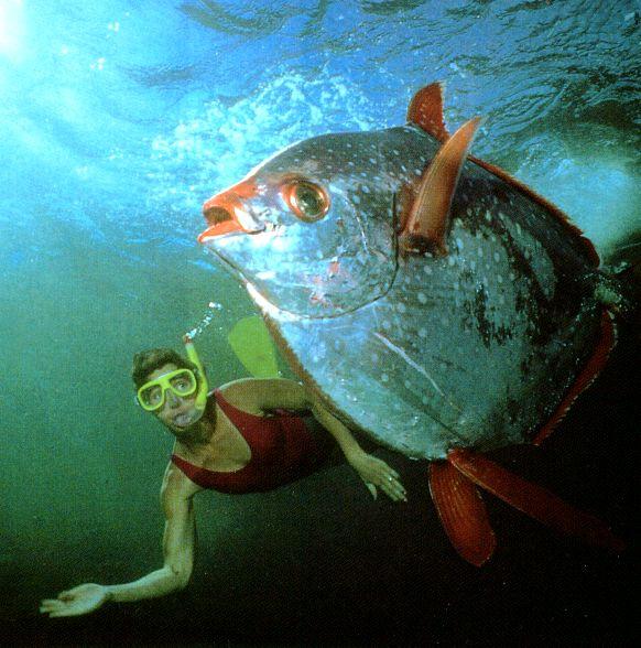 alb10065-weird fish-with scuba diver.jpg