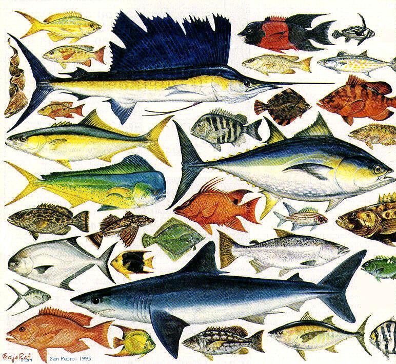 baja001-Fish Index-Moray Eel-Dorado-Marlin-etc.jpg