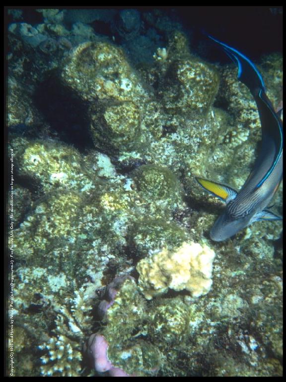 deepsea-blue Coral Fish-sub00071.jpg