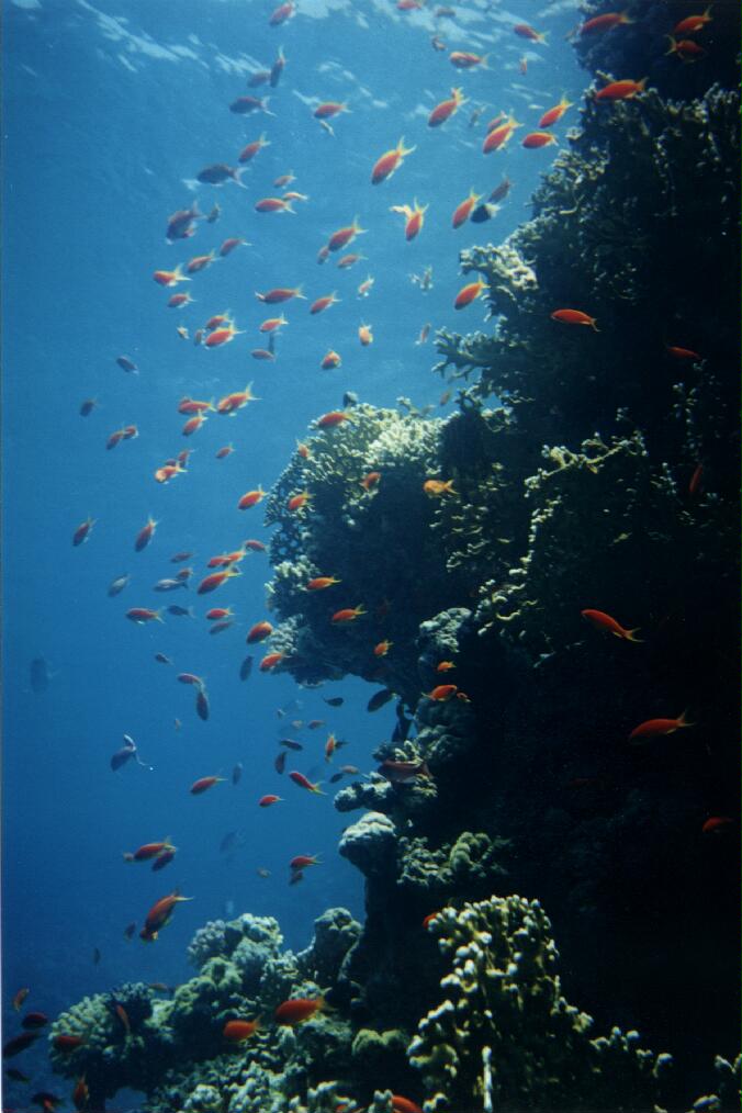 Redfish-school-at Red Sea.jpg
