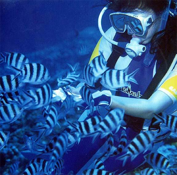 scuba smmod rec feed-Unidentified Banded Fishes.jpg
