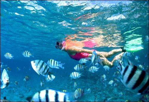 snorkel05-banded fishes.jpg