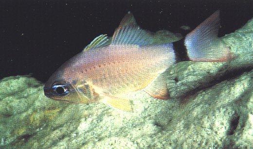 Under Water Pic08-Fish.jpg