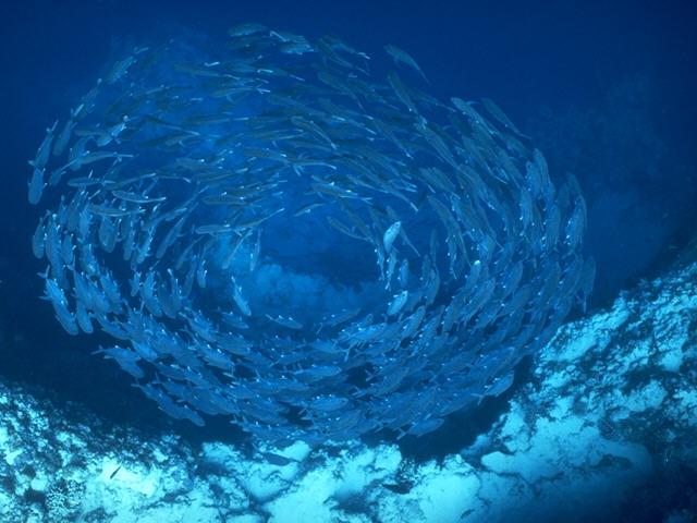 Whirl Of Fishes-s095252.jpg