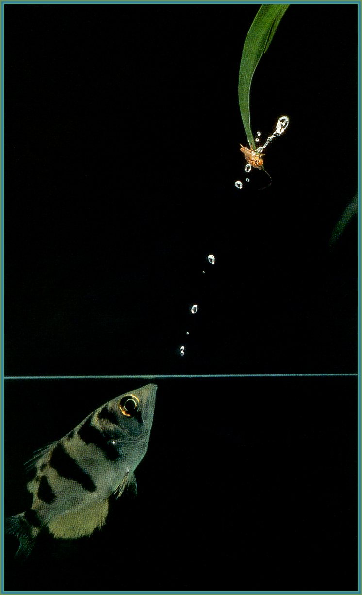 HW - Archer Fish jt.jpg