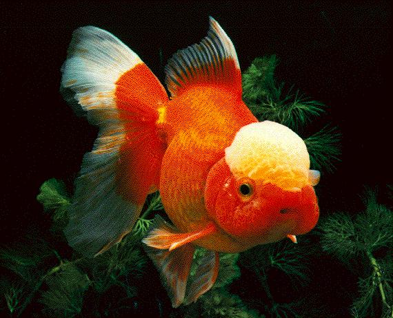 tigerhead goldfish.jpg