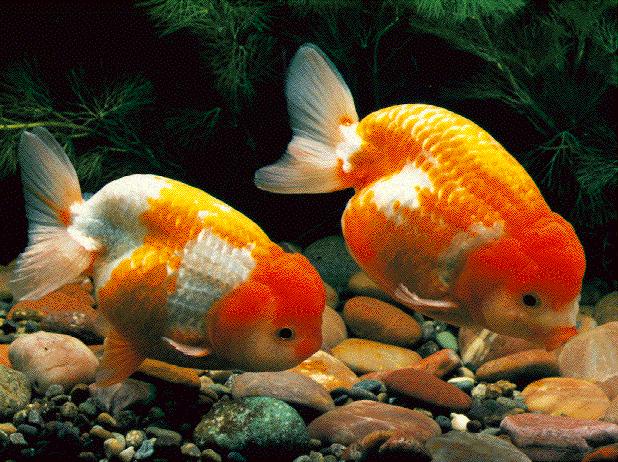 buffhead goldfish.jpg