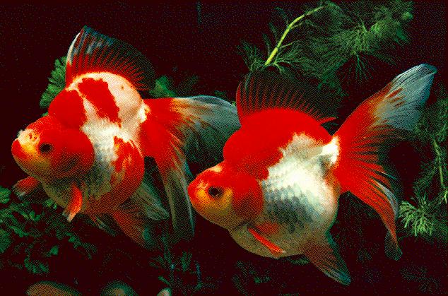 fringetail goldfish.jpg
