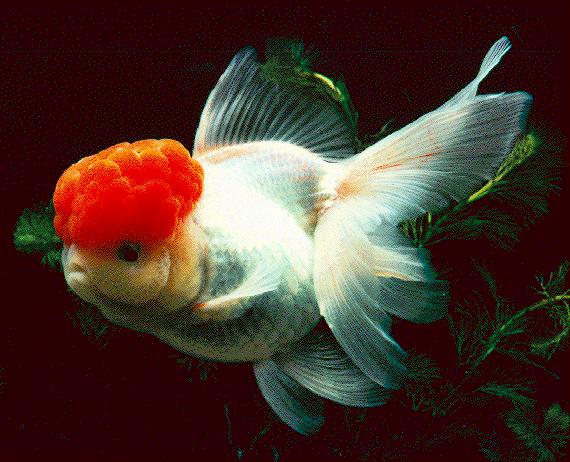 oranda goldfish.jpg