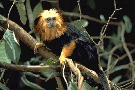 NGS-Golden-headed Tamarin-Amazon Monkey.jpg