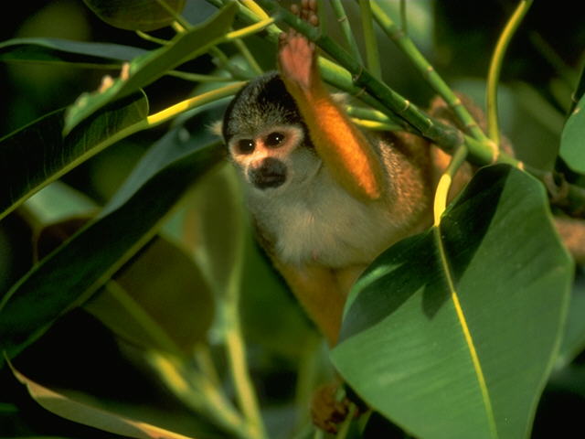 S095195-Squirrel Monkey-closeup on plant.jpg