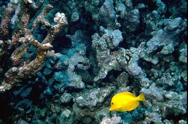 ReefFish-Yellow Tang Fish.jpg