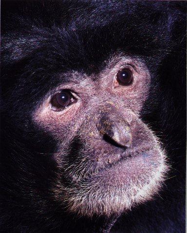 monkey-siamang-Face Closeup.jpg