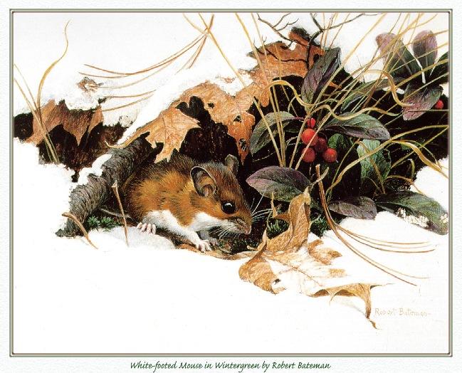 Bateman Robert-White-footed Mouse In Wintergreen-sj.jpg
