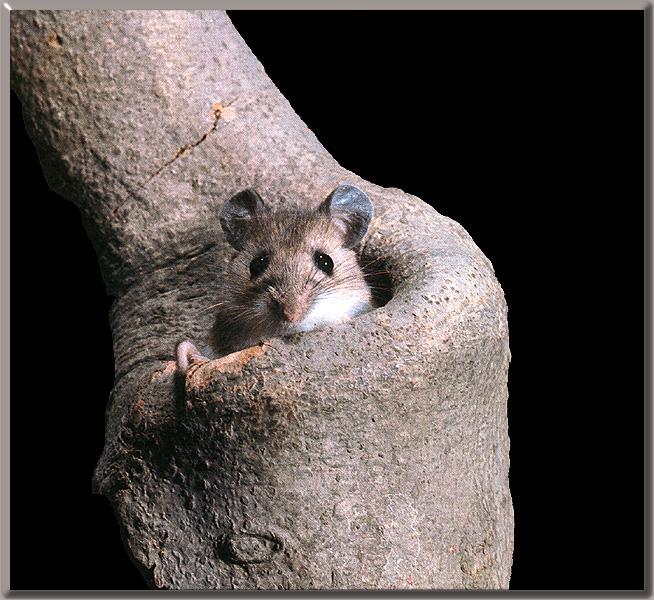 White-footed Mouse 01-In log hole.jpg