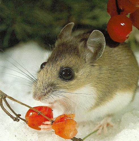 White-footed Mouse 02.jpg