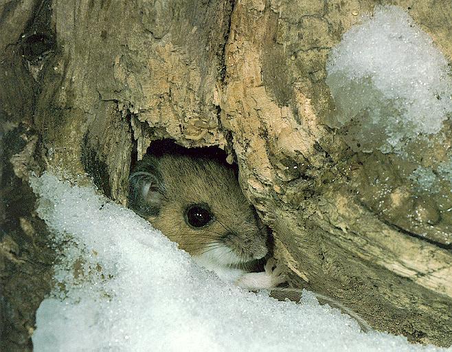 white-footed Mouse 3.jpg