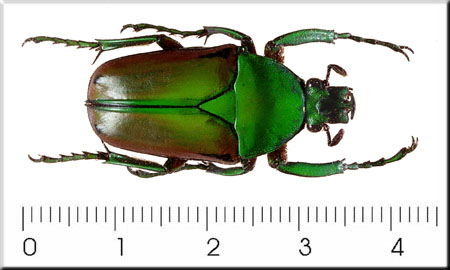 00001-Unidentified Green Beetle.jpg