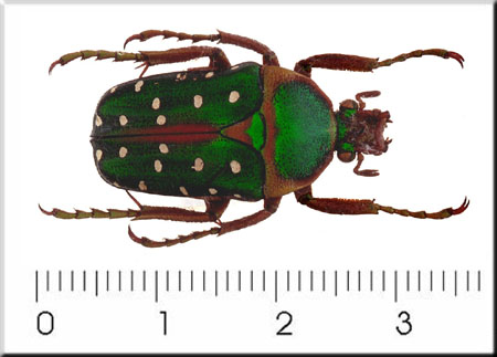 00002-Unidentified Green Beetle.jpg