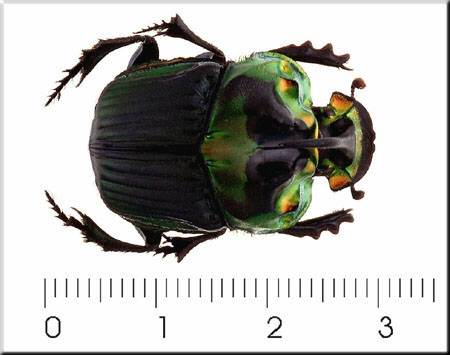 00003-Unidentified Green Beetle.jpg