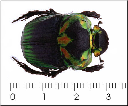 00004-Unidentified Green Beetle.jpg