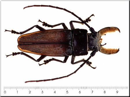 00005-Unidentified Long-horned Beetle.jpg