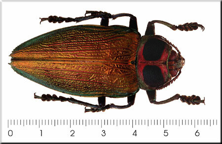 00006-Unidentified Beetle.jpg