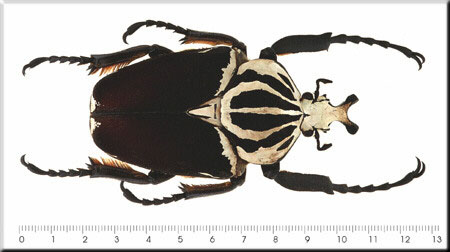 00008-Unidentified Beetle.jpg